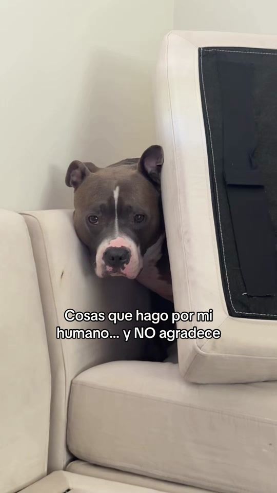 TikTok video thumbnail by snow_pit