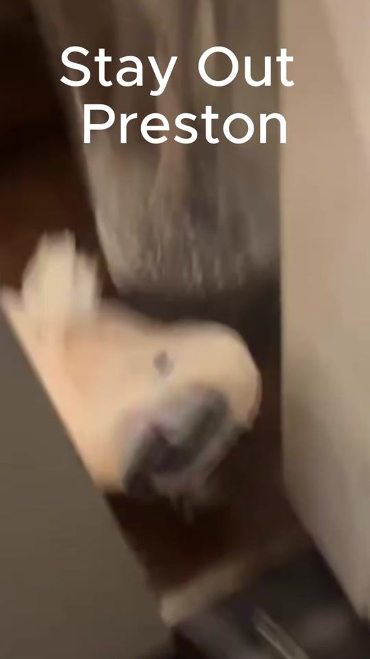 TikTok video thumbnail by monkeyseemonkeydoranch