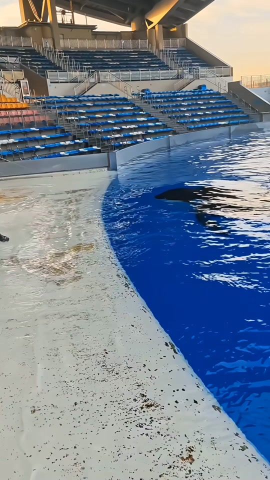 TikTok video thumbnail by dolphin.show0