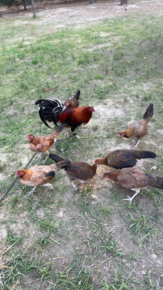 TikTok video thumbnail by paco.flores181