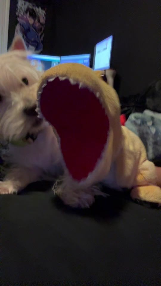 TikTok video thumbnail by daisy.and.dino