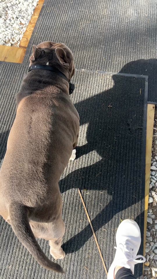 TikTok video thumbnail by beantown_bully