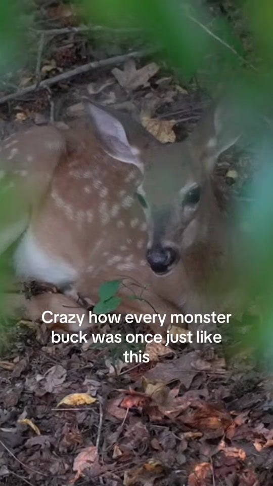 TikTok video thumbnail by first.light.outdoors