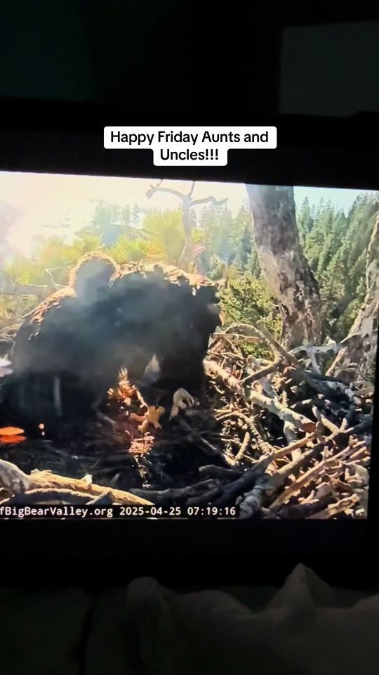 TikTok video thumbnail by hollythebulldog22