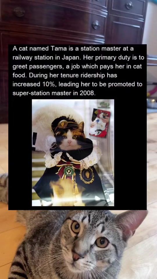 TikTok video thumbnail by itsthegoodmeow