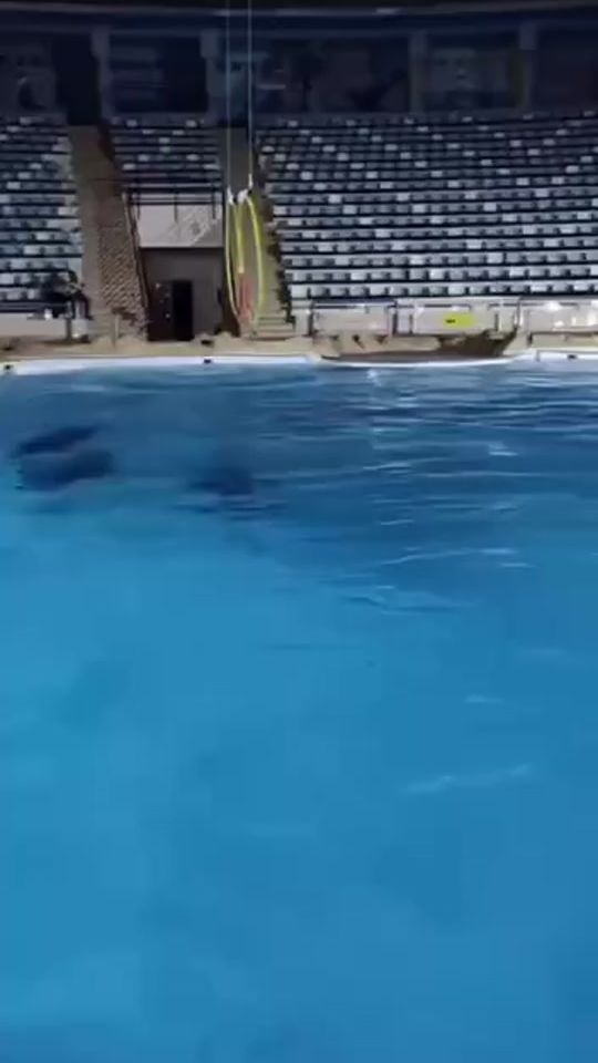 TikTok video thumbnail by dthao231