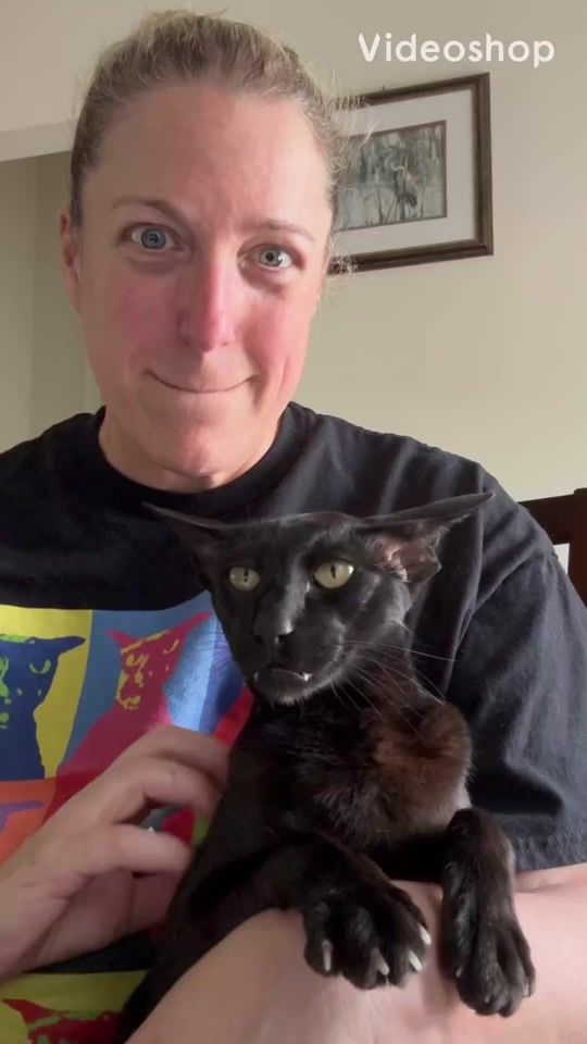 TikTok video thumbnail by hobbikats