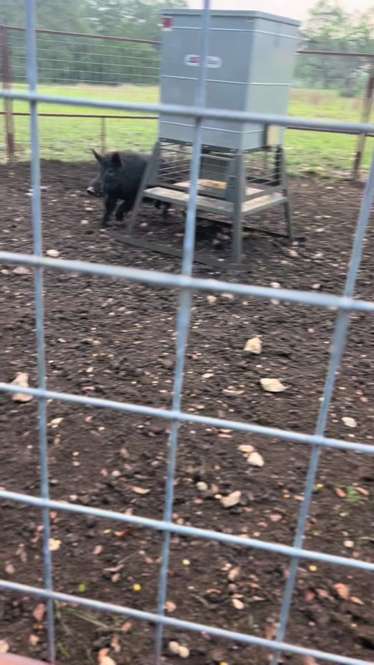 TikTok video thumbnail by kalalau.shane