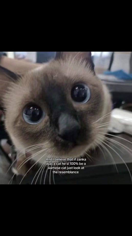 TikTok video thumbnail by blk.cyno