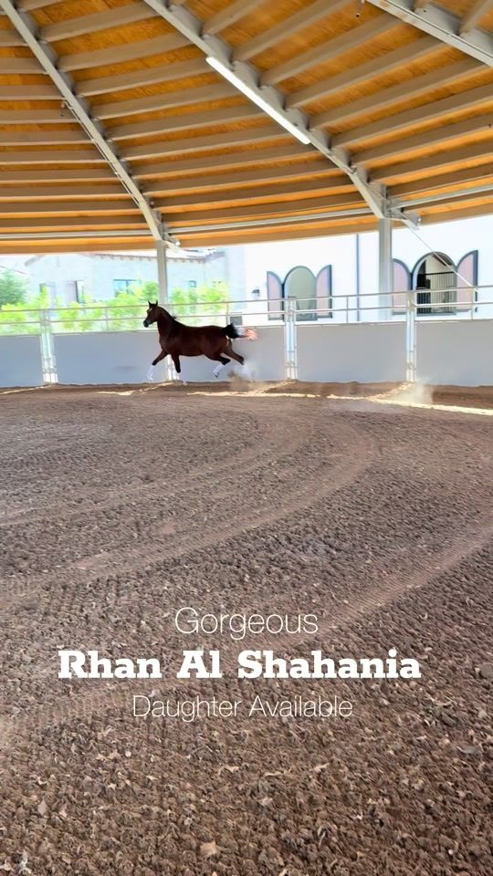 TikTok video thumbnail by orrionfarms