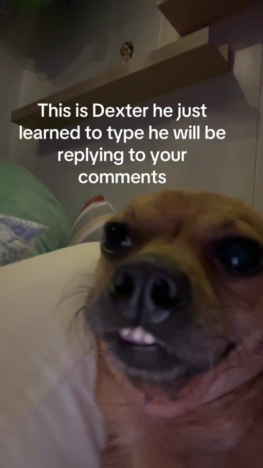 TikTok video thumbnail by notadamsandler1