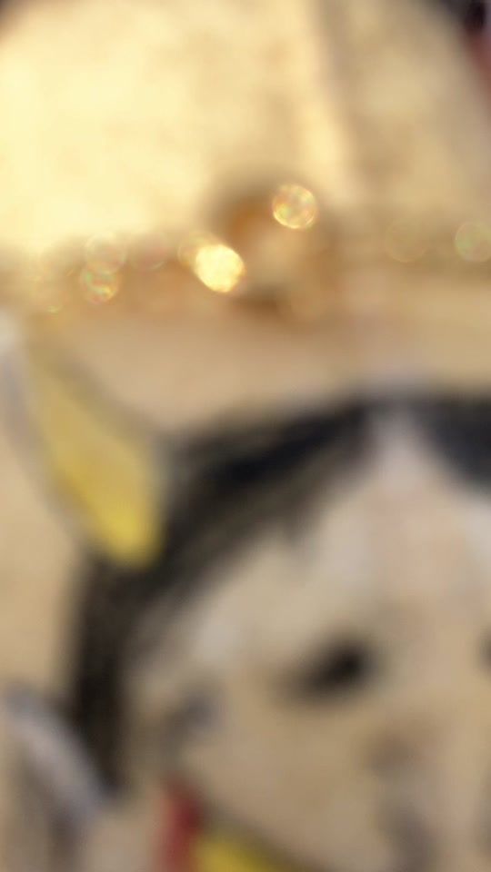 TikTok video thumbnail by creature_garden