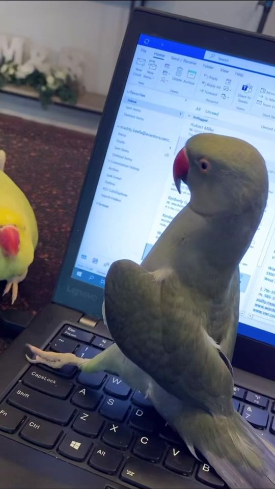 TikTok video thumbnail by beakerbeak