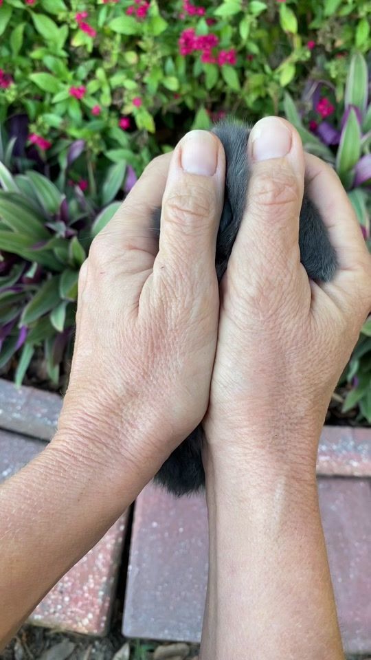 TikTok video thumbnail by pattyspets.llc