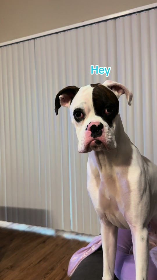 TikTok video thumbnail by frank.the.pup