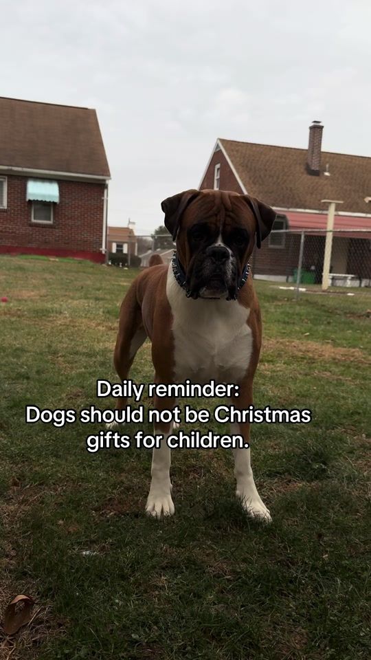 TikTok video thumbnail by mugsie.the.boxer