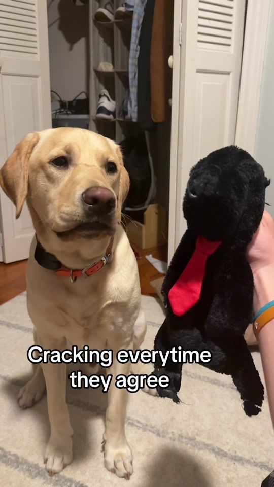 TikTok video thumbnail by zawgandschlawg