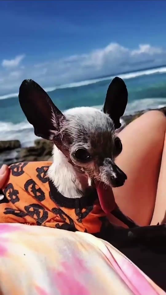 TikTok video thumbnail by pepedog808