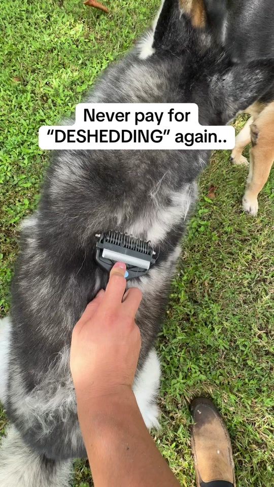TikTok video thumbnail by hachithehuskyyy