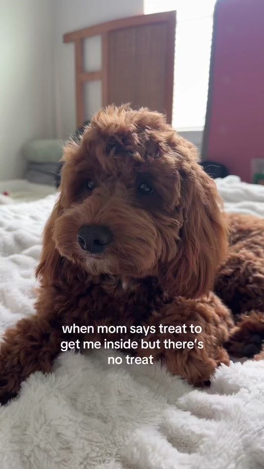 TikTok video thumbnail by franklinthecockapoo