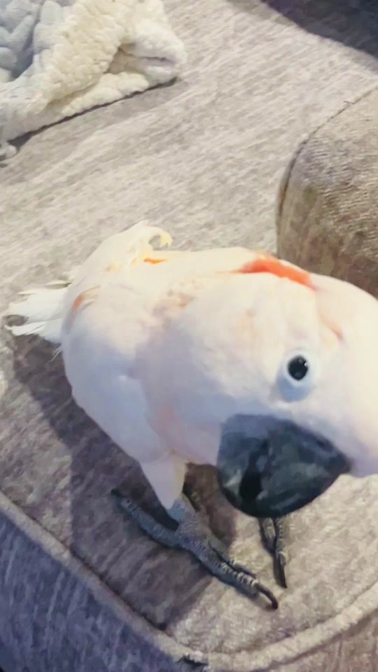 TikTok video thumbnail by charity.redd7