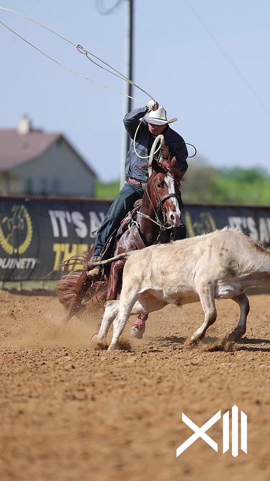 TikTok video thumbnail by xperformancehorses