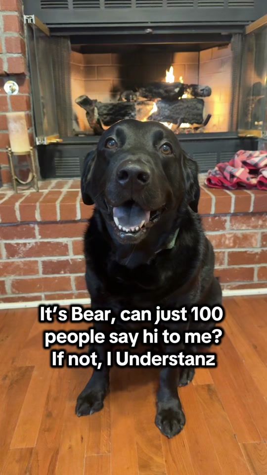 TikTok video thumbnail by bear_shadow_labradors