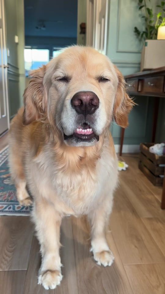 TikTok video thumbnail by benny_and_remy