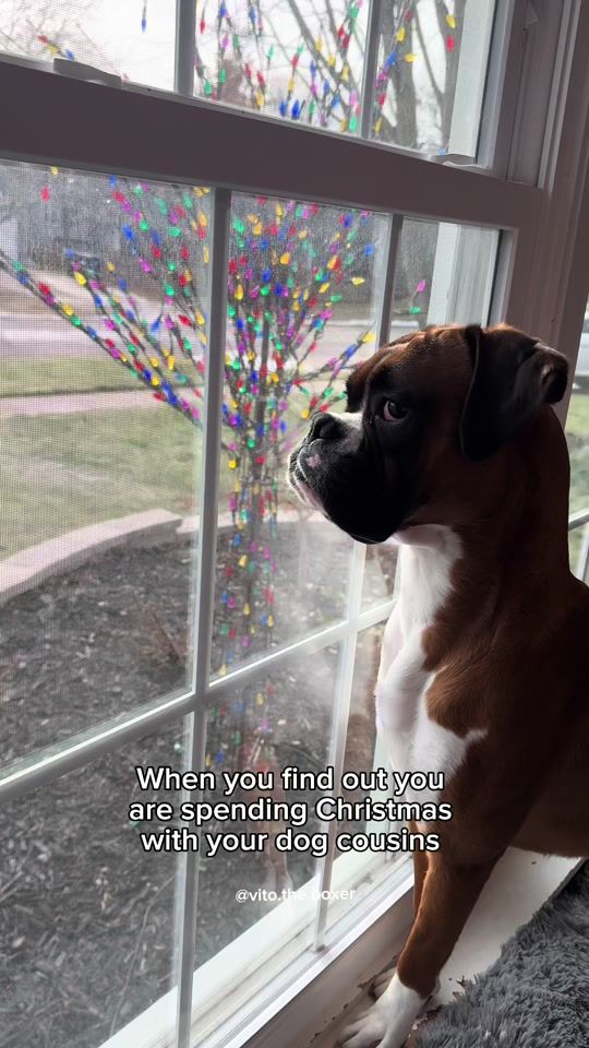 TikTok video thumbnail by vito.the.boxer