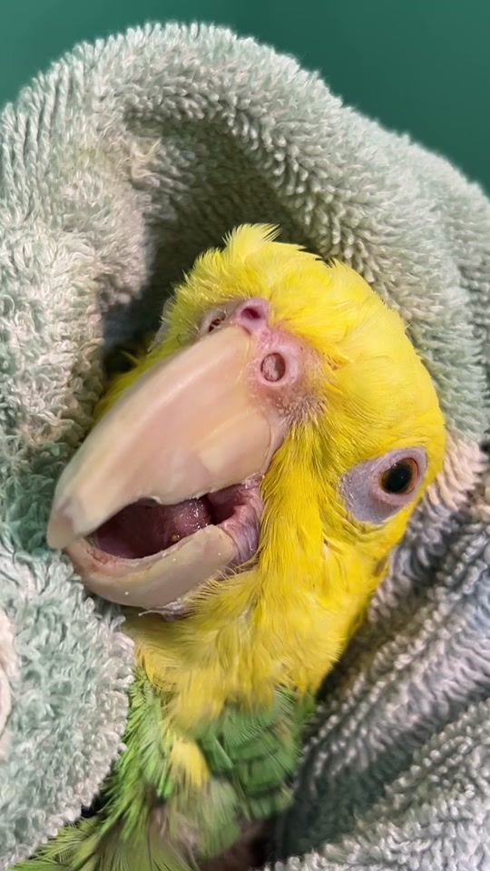 TikTok video thumbnail by geckoemmy