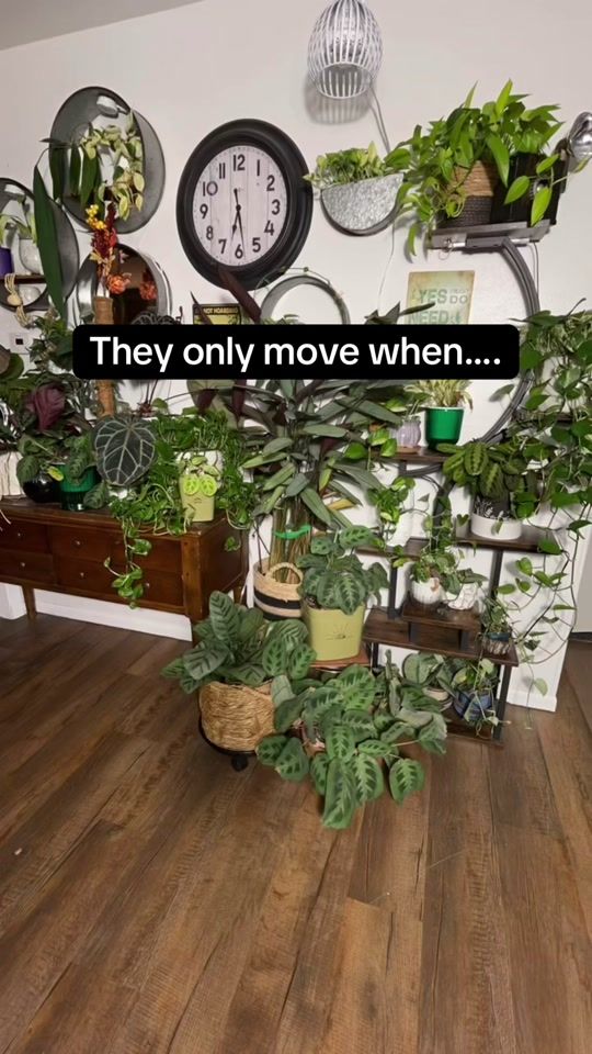 TikTok video thumbnail by pothosiblyaboutplants