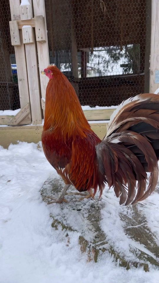 TikTok video thumbnail by pachecofarm