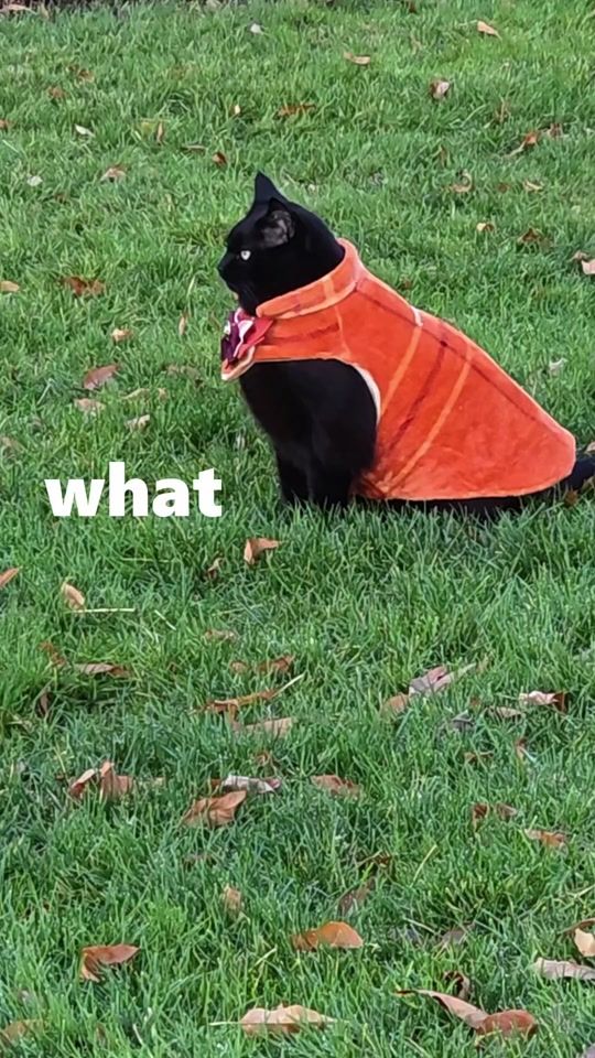 TikTok video thumbnail by rover_thecat