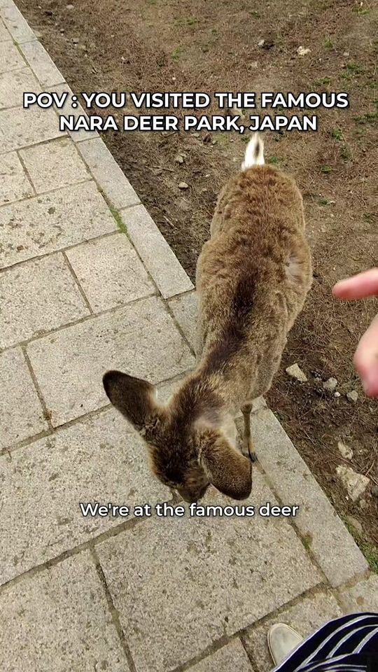TikTok video thumbnail by povinme