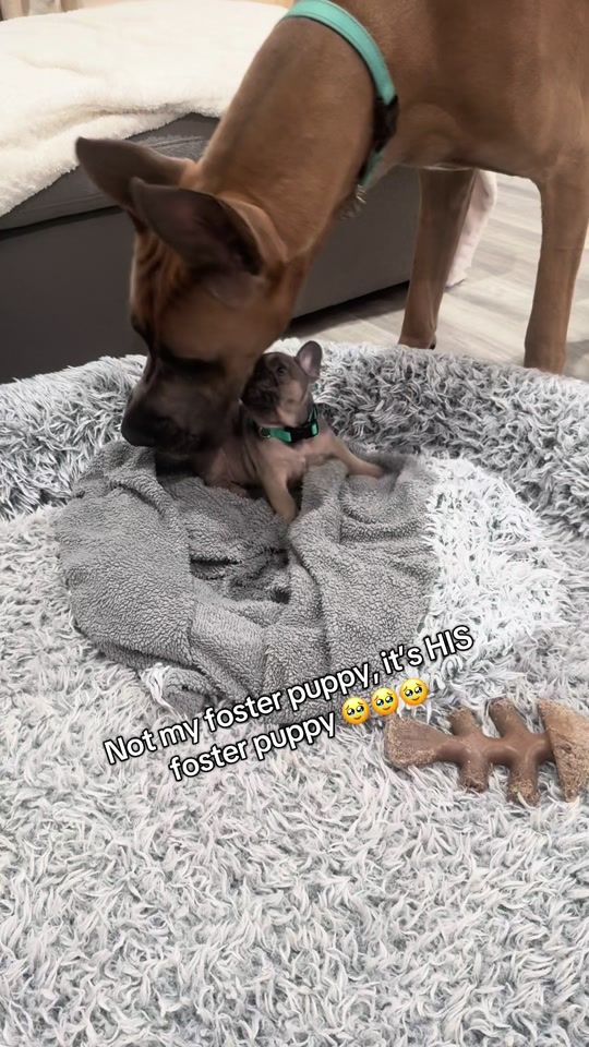 TikTok video thumbnail by thereal_scoobydoo