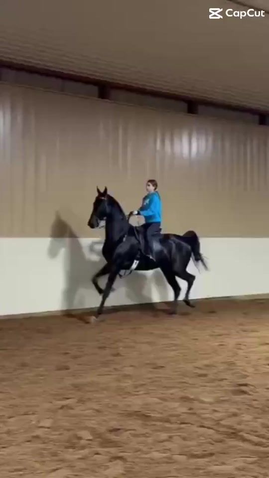 TikTok video thumbnail by the_wierd_equestrian