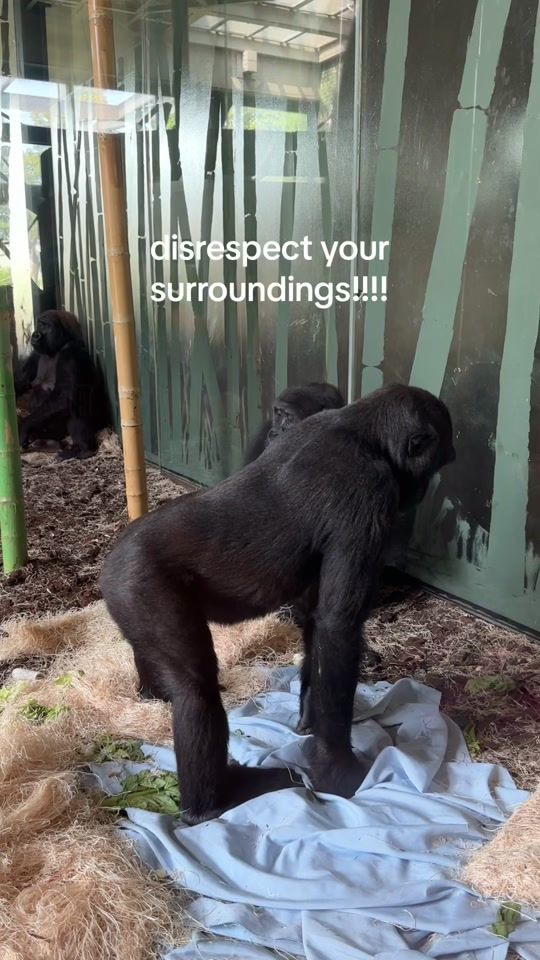 TikTok video thumbnail by lincolnparkzoo