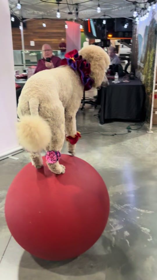 TikTok video thumbnail by pappythepoodle