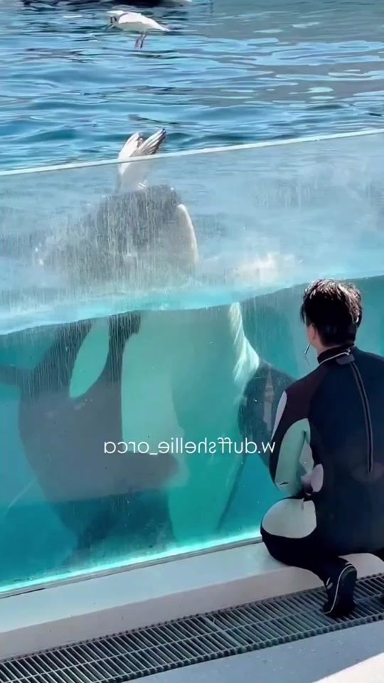 TikTok video thumbnail by dolphinshow61