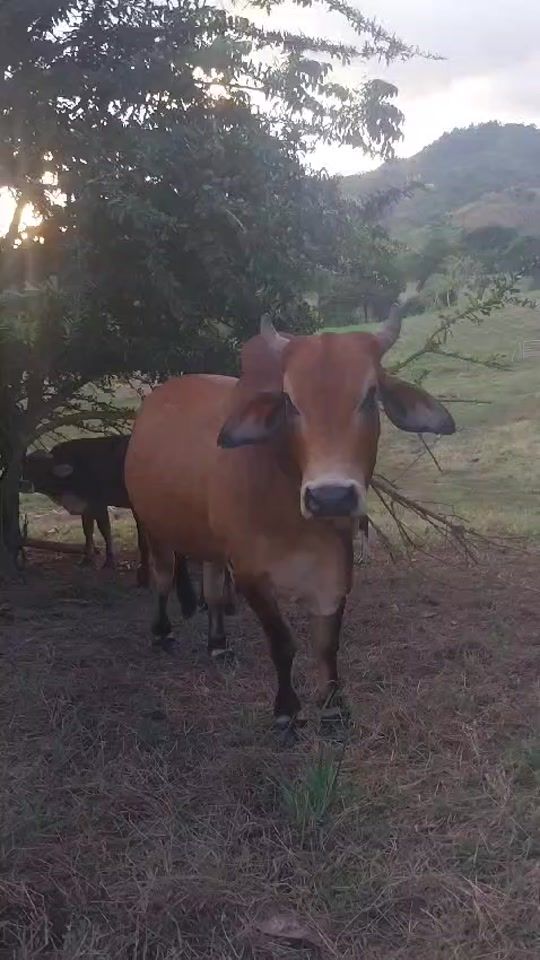 TikTok video thumbnail by jean.carlos.143