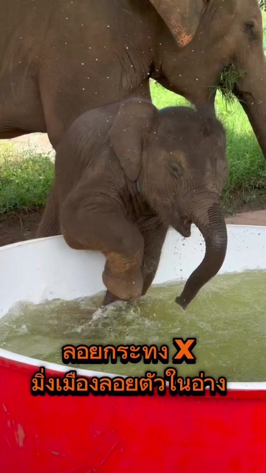 TikTok video thumbnail by elephantrescue2015cnx