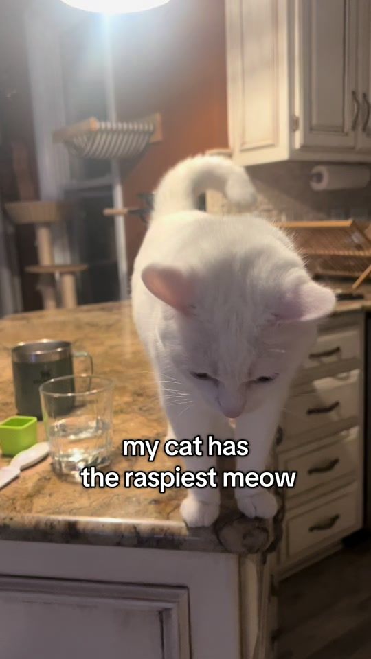 TikTok video thumbnail by spicylilbug
