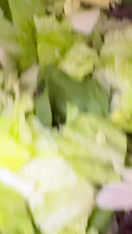 TikTok video thumbnail by sialkoti_asad