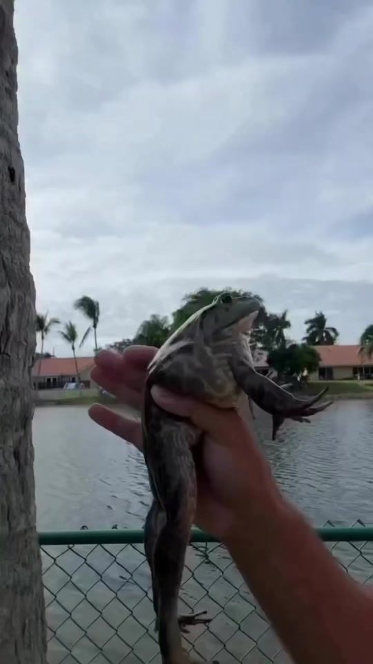 TikTok video thumbnail by the_mannii