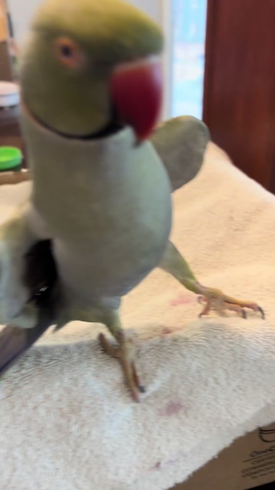 TikTok video thumbnail by beakerbeak