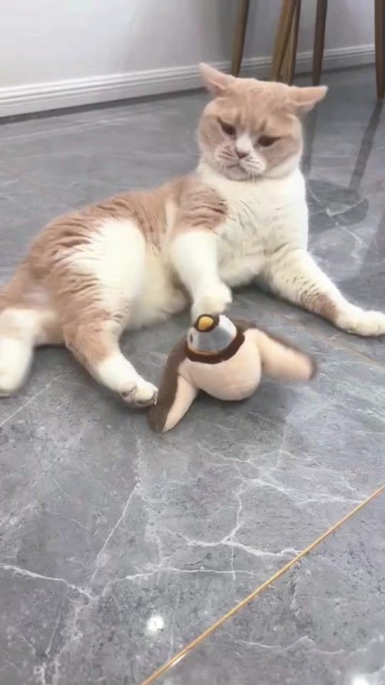 TikTok video thumbnail by fluffypet1