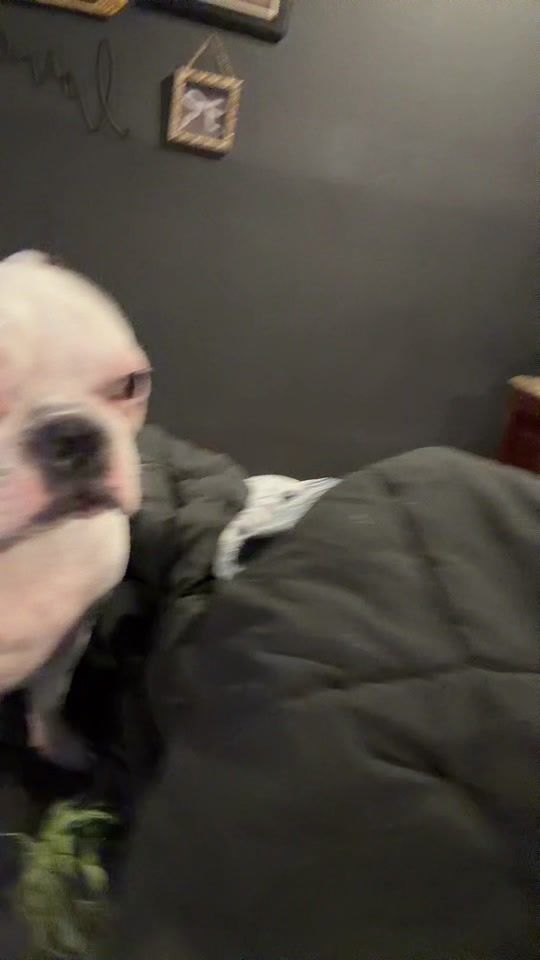 TikTok video thumbnail by loriz1525
