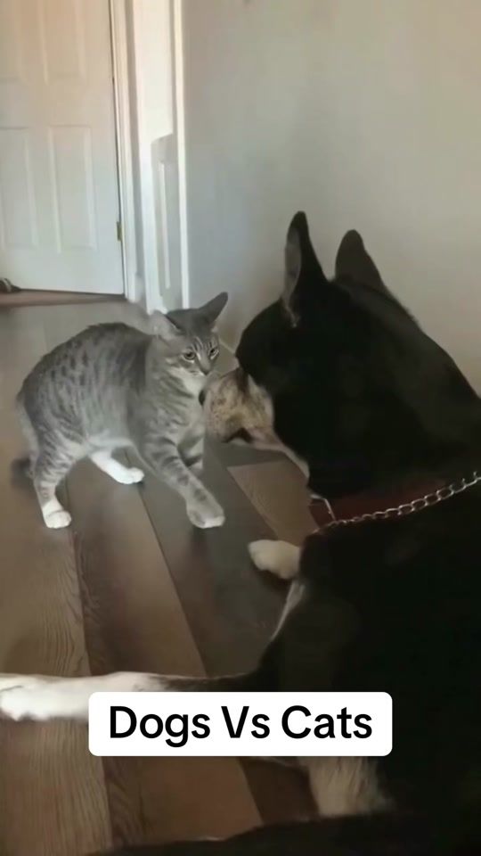 TikTok video thumbnail by cutestanimals1412
