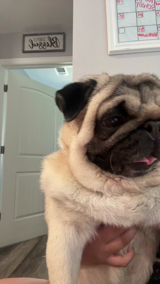 TikTok video thumbnail by pugrocki