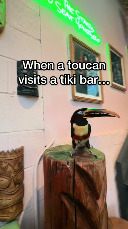 TikTok video thumbnail by chester_the_toucan